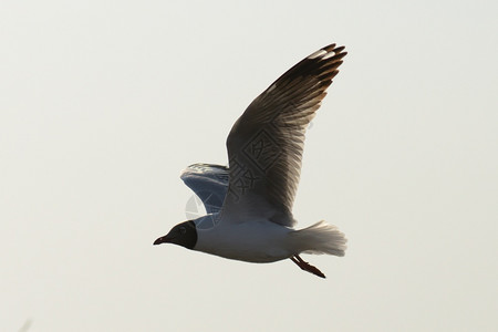 太阳海鸥鸟以白为背景飞行克隆和平图片
