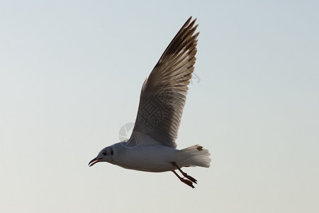 动物航班传播海鸥鸟以白为背景飞行图片