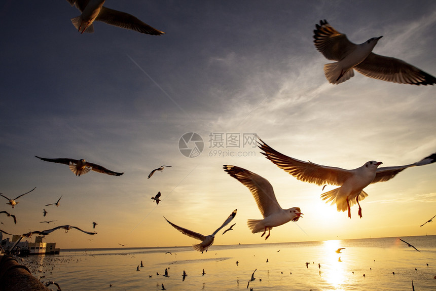 夕阳下飞翔的海鸥图片