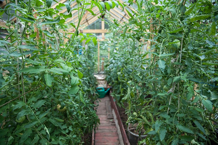 院子葡萄园培育温室种植蔬菜图片