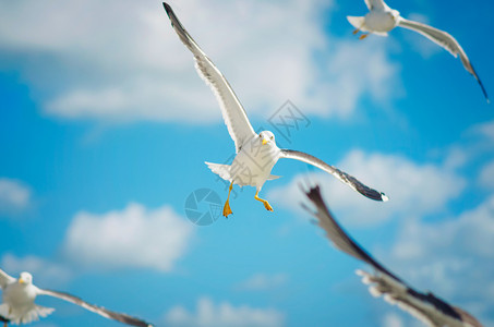 海鸥在蓝天空中飞行以海洋为背景美丽荒野滑翔图片