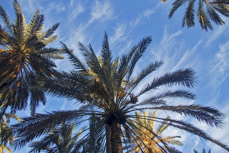 热带椰子树图片