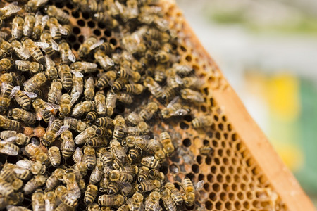 有蜜蜂的窝效率荒野甜的图片