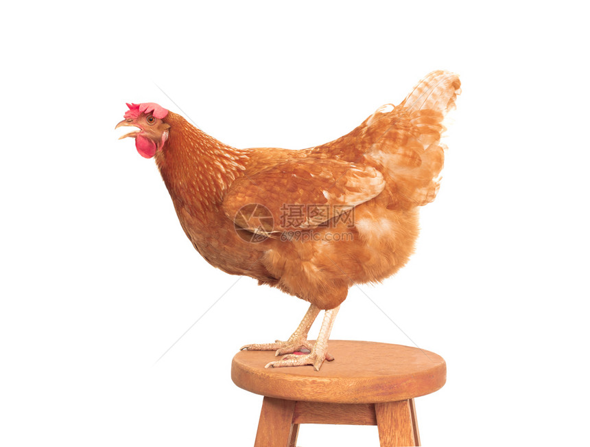 公鸡喙站在木桌边着的棕色鸡肉全身褐与世隔绝的白色背景眼睛图片