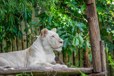 晴天眼睛白狮子盯着躺在木头上图片