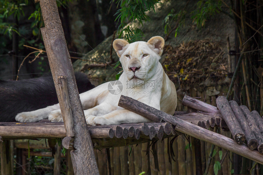 牙齿白狮子盯着躺在木头上凝视树图片