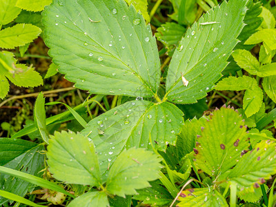 花的农场雨后带水草莓叶雨后带水滴的草莓叶种植园背景图片