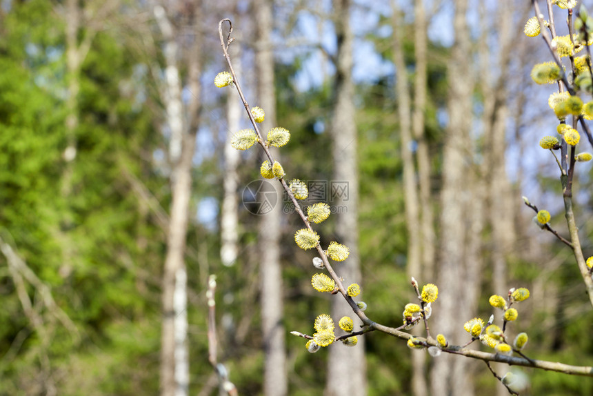 照片来自柳树枝的剪切和鲜花软芽阳光明媚的春天蓝色空背景盛开的春猫柳四月植物柔软的图片
