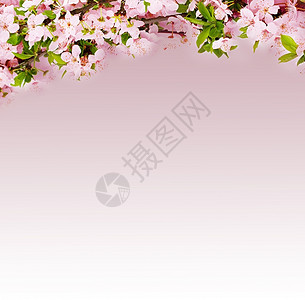 枝条果园白色的粉红背景苹果花枝图片