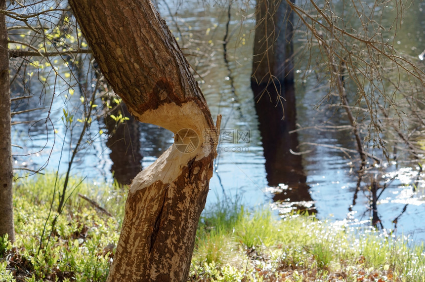 被海狸咬的树干上海狸牙齿痕迹树干上的海狸牙齿痕迹被海狸咬的树水棕色季节图片