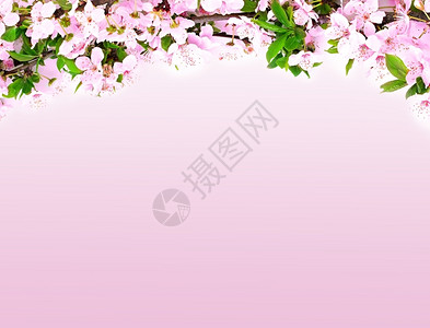 粉红背景的苹果花枝美丽樱桃植物图片
