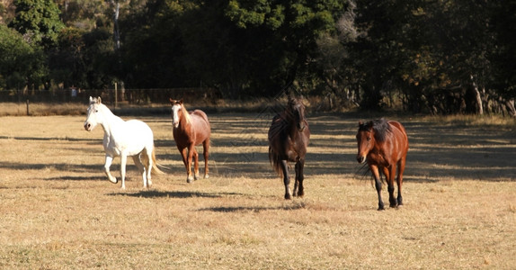 四匹马横跨冬季草原场宠物力量玩图片