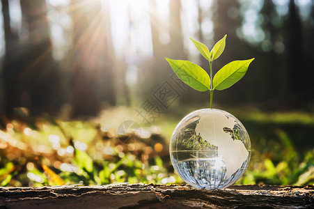草天责任树种和绿色自然的玻璃球模糊了背景生态地球日概念绿地日概念图片