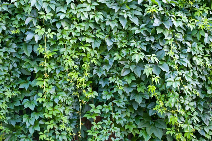 树叶不同颜色的顶绿墙壁植物群样本图片