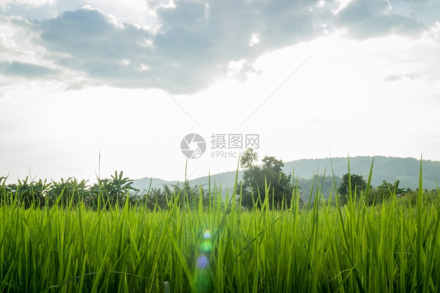 新鲜的自然农村稻田绿草牲畜照片图片