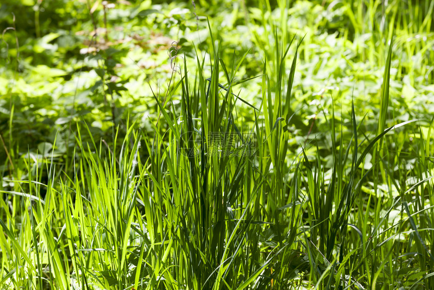 成熟天绿草高低阳光照亮在泉水公园或森林的阴影下季节图片