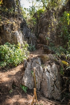 森林封闭中的石头和泥土旅行植物自由图片