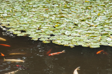 在一个日本的甲子园池塘里他们在那吃饭日本人动物丰富多彩的图片