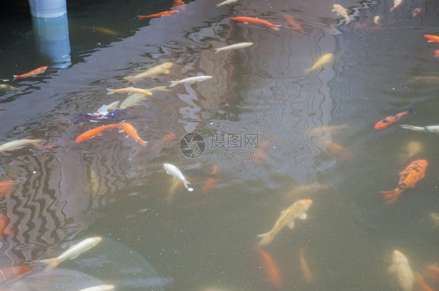 在一个日本的甲子园池塘里他们在那吃饭制作红色的动物群图片
