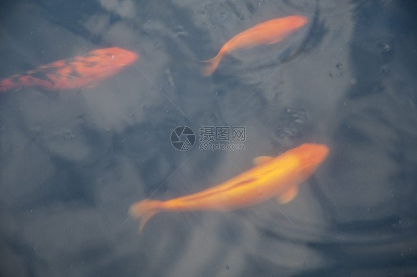 红色的在一个日本甲子园池塘里他们在那吃饭哪挤图片