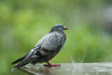 女士无家可归孤单的流浪鸽鸟站在严雨中户外图片