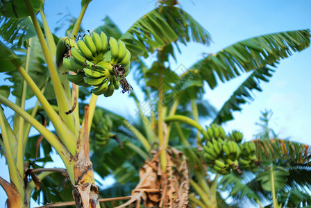 户外香蕉树带的食物有机图片