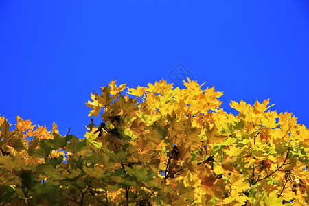 背部黄树叶与清蓝的天空分支木头图片