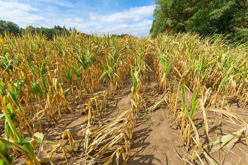 自然棕色的时期夏季干玉米作物燥对农业的损害图片
