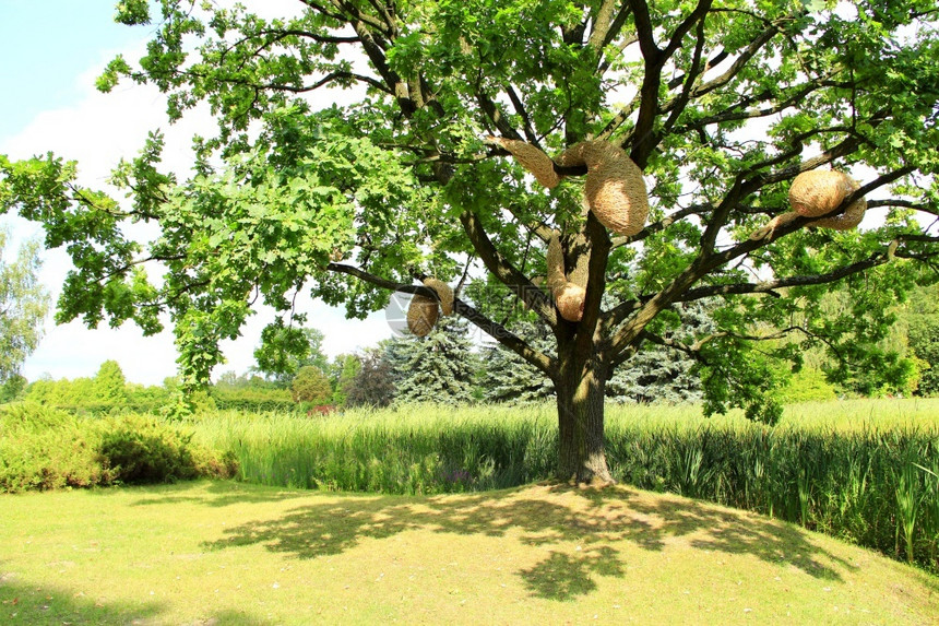 大橡树夏季公园中有人造大黄蜂窝的橡树在夏季公园中喷洒橡树在湖附近撒灌橡树在湖边用大红皮树筑巢在炎热的夏日以大橡树和温柔的影子种植图片