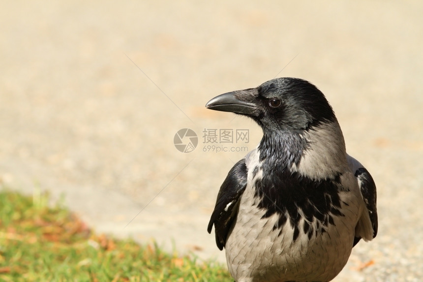 斑黑乌鸦在公园小巷上紧闭Corvuscornix坐季节图片