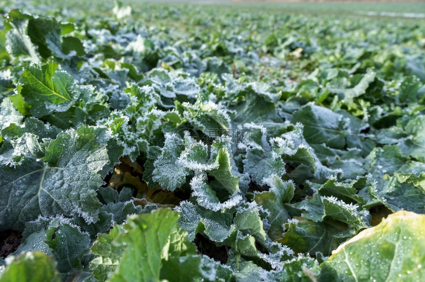 收成果菜叶上的冰霜收割后被的种子田地冬天雪图片