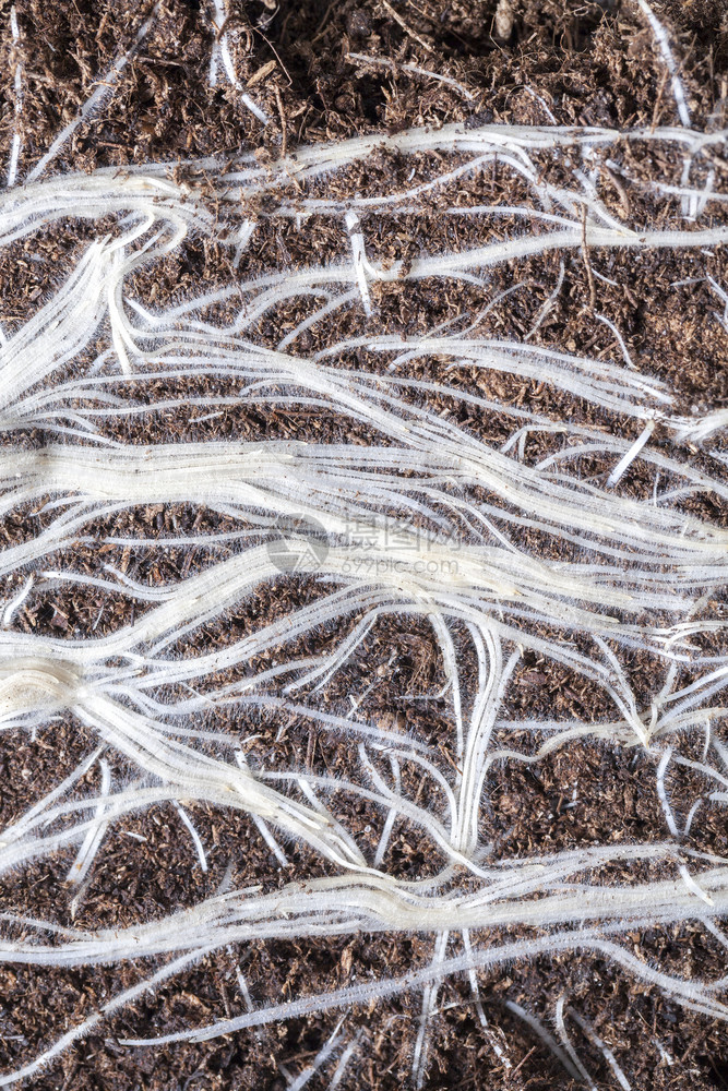 自然夏天地下植物的白根通过黑暗土壤密闭在谷类作物农业领域拍摄的照片而发源于黑暗土壤中的植物白根图片