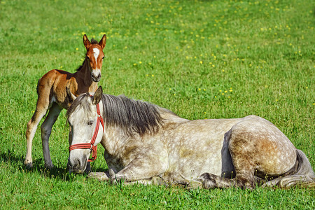 绿草野马和青木哺乳动物场地坝图片