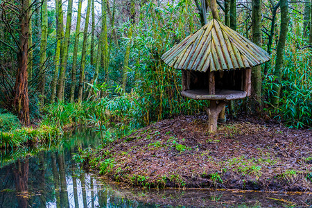 树木湖异国情调热带沼泽地貌的河边木树小屋图片