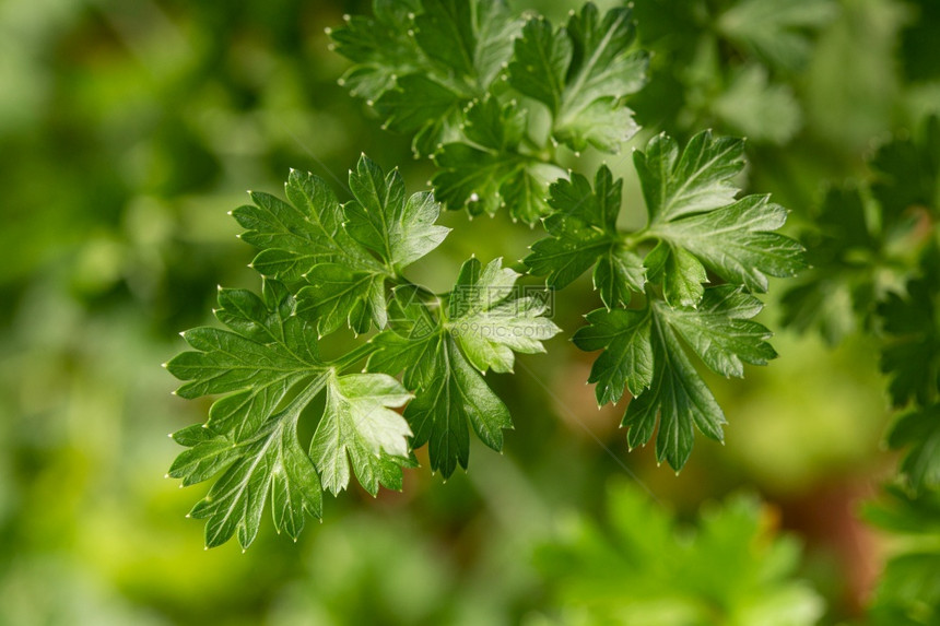 草本植物室外Petroselinumcrispum上的欧芹植物卷曲图片