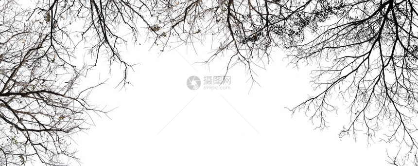 白色背景的孤立树场地结构体热带图片