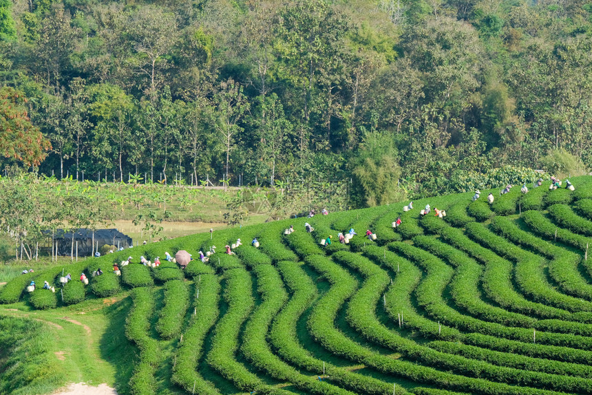 茶叶种植园图片