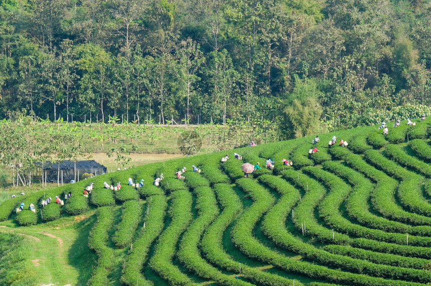 茶叶种植园图片