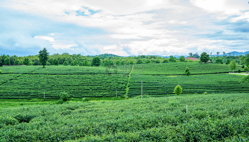 夏天文化赖泰国清莱青茶种植场泰国清莱图片