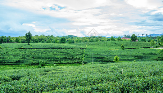 夏天文化赖泰国清莱青茶种植场泰国清莱图片