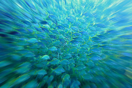 水下鱼类爆炸族馆浅滩图片