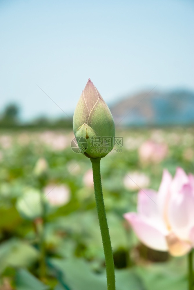 湿的和平大自然中粉色莲花茎图片