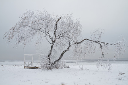 霜冬天的柳树上满是冰柱风暴雪图片