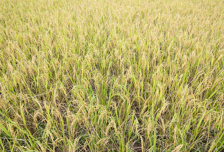 健康农场为了泰国村收获季节的金稻田农庄地泰国图片