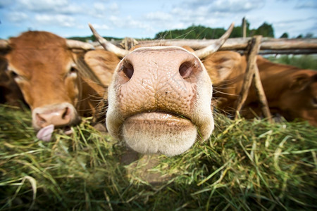 农村饲养牲畜的牛群食草稻种农田品红棕色图片