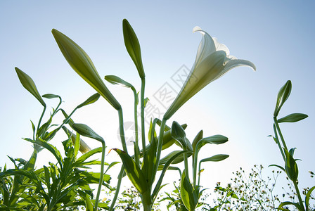 白百合在字段中粉色的草地礼物图片