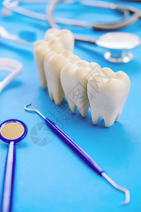牙科牙齿模具模型图片