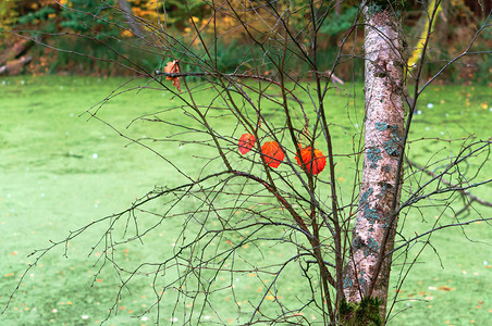 颜色树上的红叶沼泽池塘和秋叶沼泽的池塘和秋叶树上的红黄色树图片