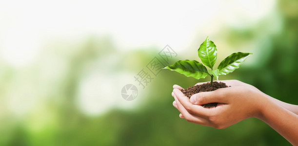 以模糊绿色自然背景概念的生态地球日为契机手持年轻植物幼苗树环境图片