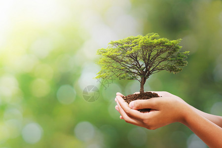 生长叶子在模糊的绿色自然背景上握着手树生态地球日的概念土壤图片